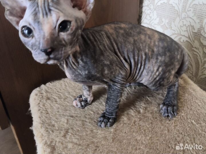 Канадский сфинкс