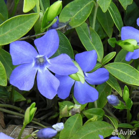 Барвинок Минор (1 корневище в горшке р9). Szkolka