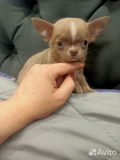 Щенки чихуахуа