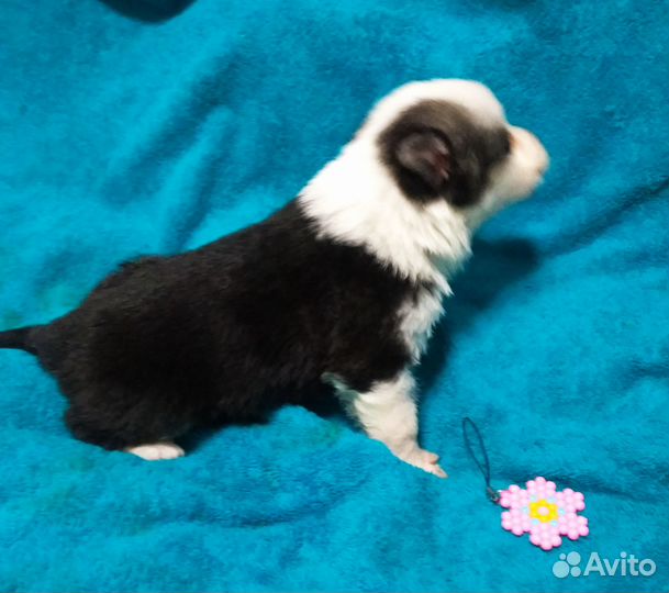 Щенок, девочка, панда в добрые руки