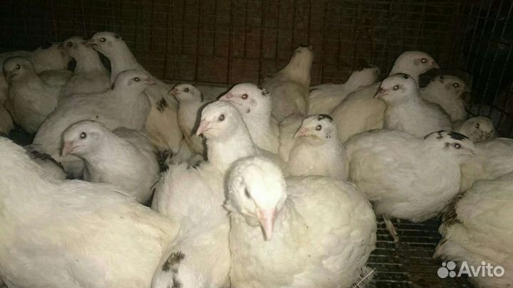 Техасский перепел