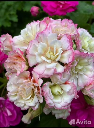 Пеларгония Bonas Cathrin