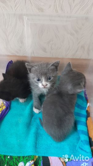 Отдам котят в добрые руки