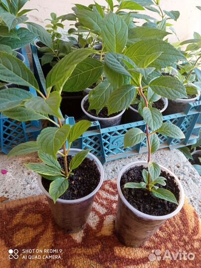 Гортензия саженцы