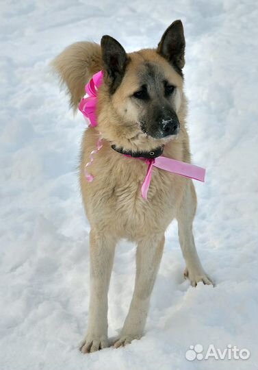 Мира послушная молодая собака