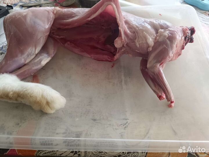 Мясо кролика