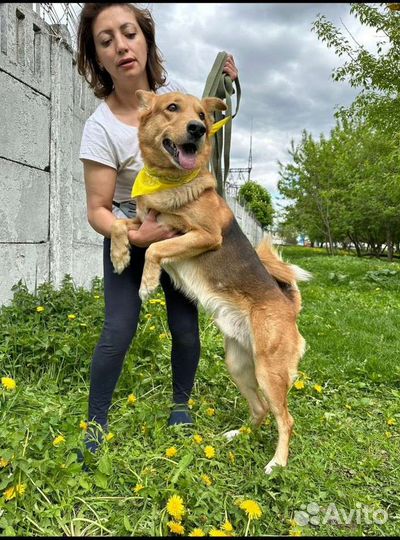 Пёс попал в приют