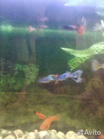 Меченосцы, Гупи