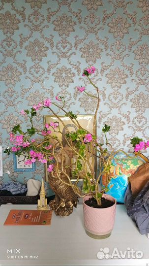 Комнатные цветы