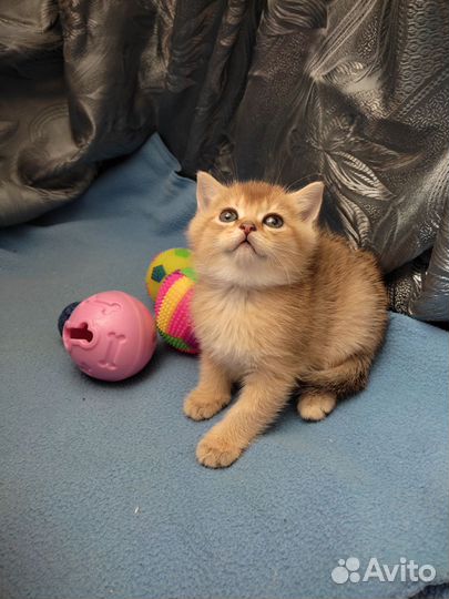 Шотландские котята