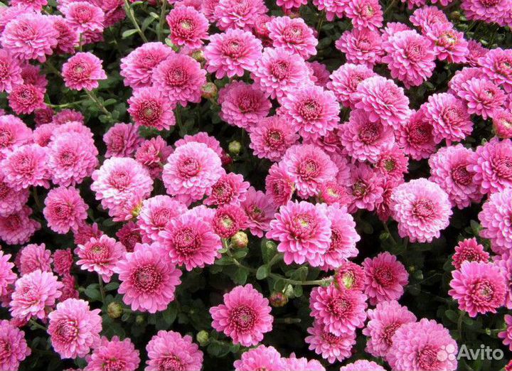Саженцы Хризантем