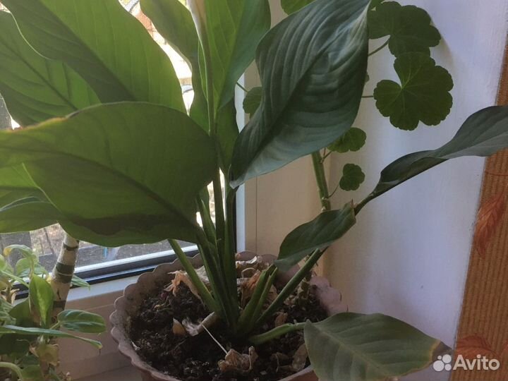 Комнатные цветы