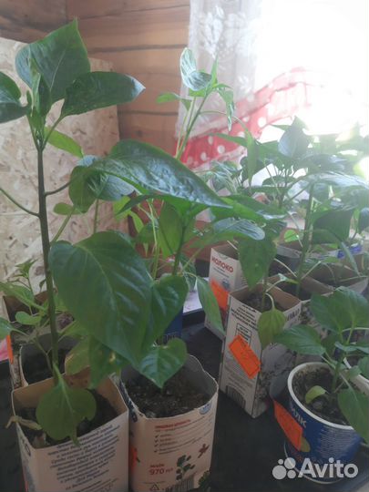 Перец болгарский рассада