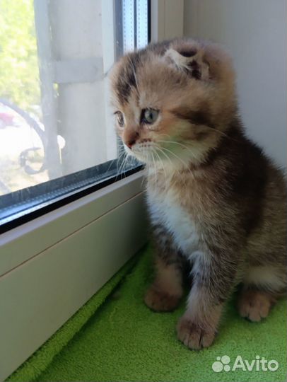 Шотландские котята