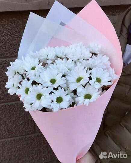 Хризантема