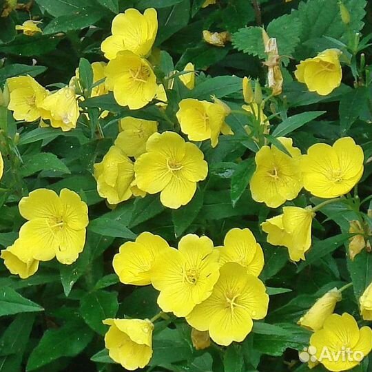 Энотера жёлтая. Ночная свеча