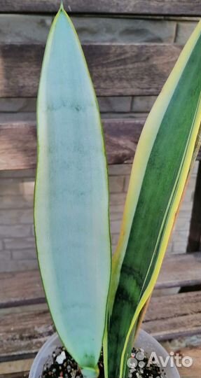 Сансевиерия Натали