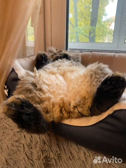 Самый веселый в мире кот Лео