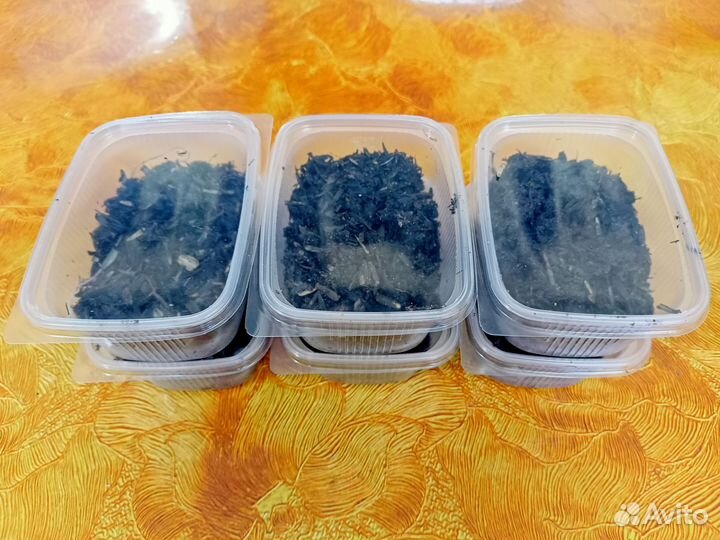 Червь навозный