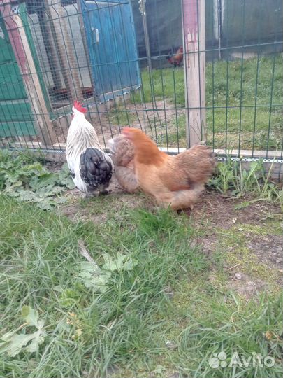 Карликовые кохинхины