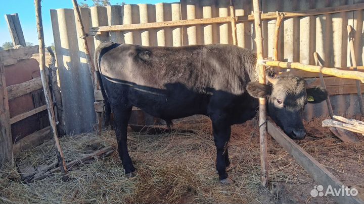 Бычок бычки телята теленок