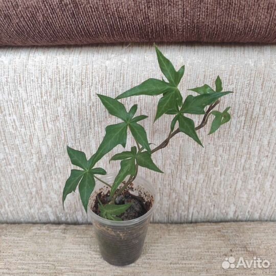 Редкие плющи, ахименес