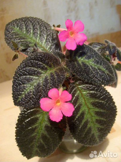 Комнатные цветы- эписция и герань