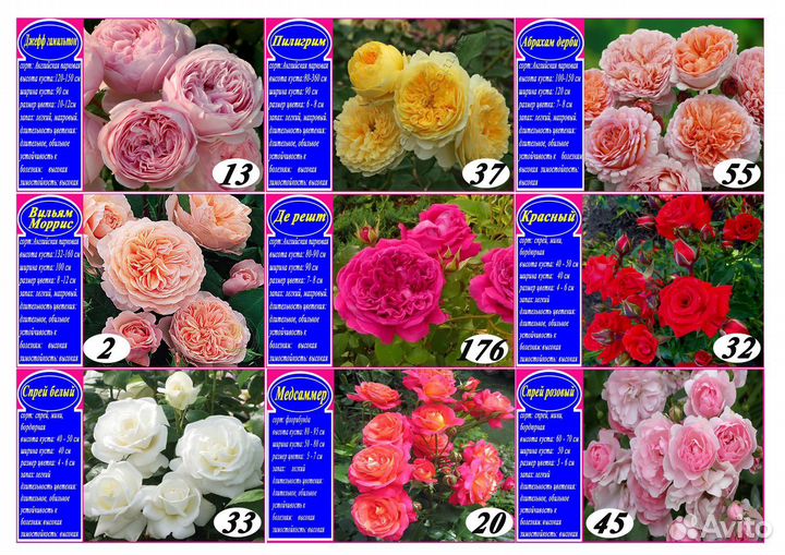 Розы опт розница