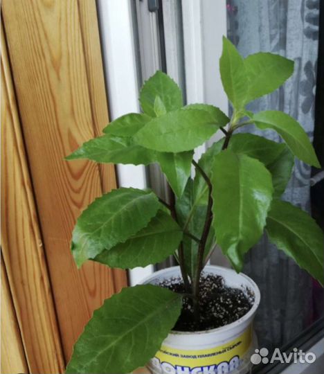 Джинура лечебное растение