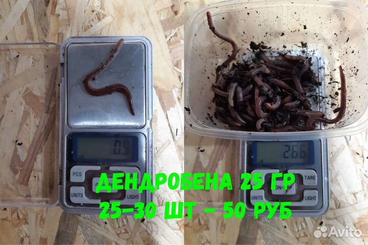 Черви для рыбалки 