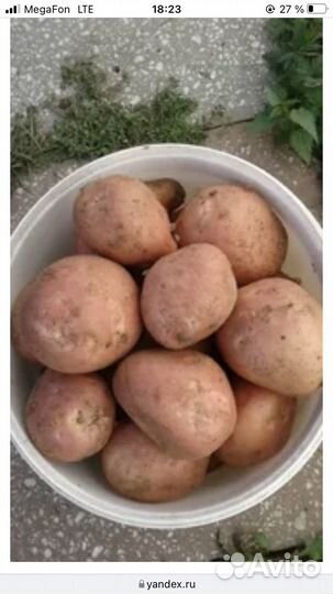 Картофель свежий урожай