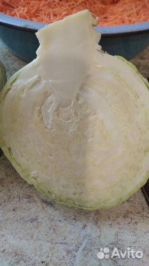 Капуста домашняя белокочанная