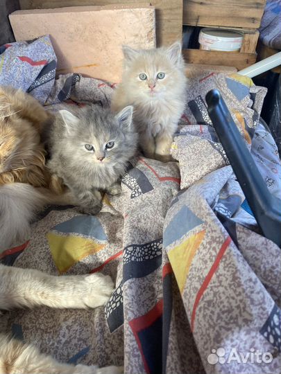 Кошки в добрые руки бесплатно