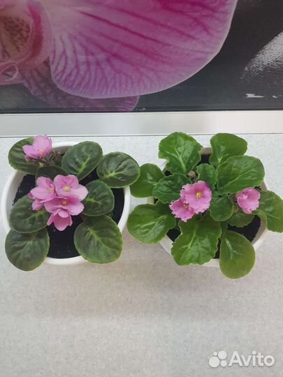 Фиалки цветущие