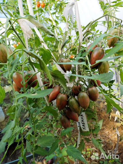 Семена сортовых томатов