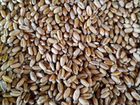 Зерно пшеницы урожая 2022 г