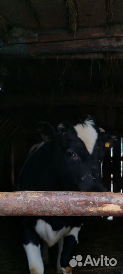 Тёлка 1.3 года