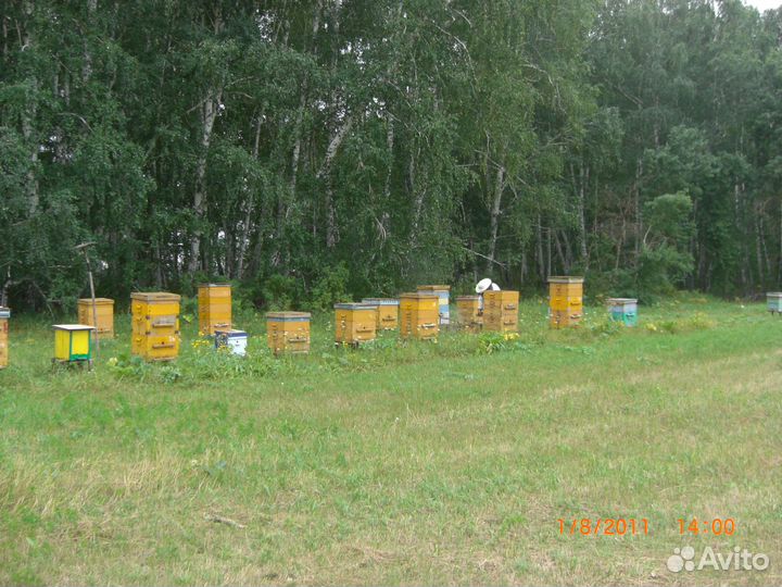 Продам ульи для пчел и сушь