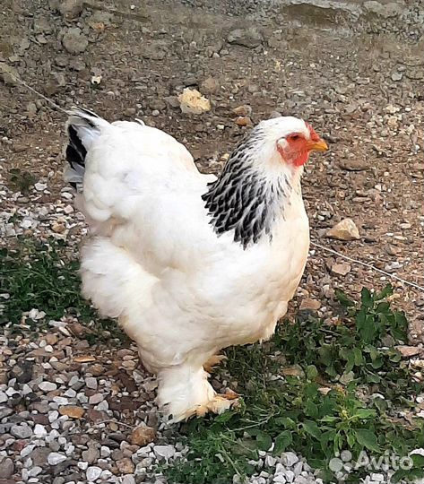 Куры брама петухи