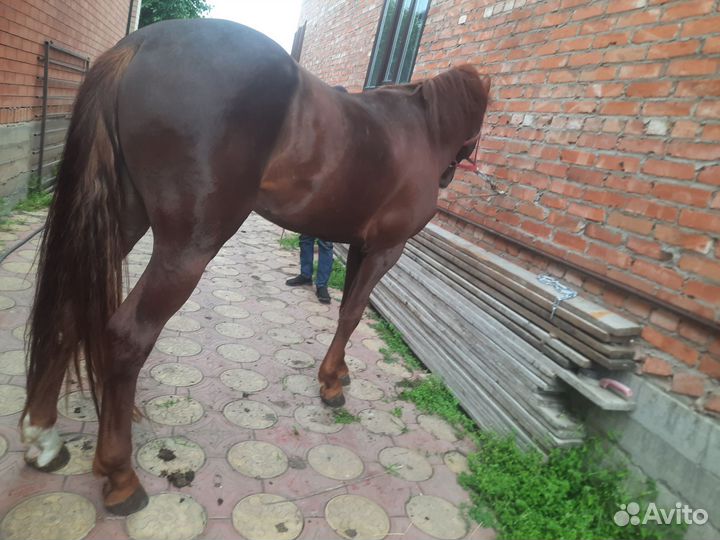 Лошадь жеребец