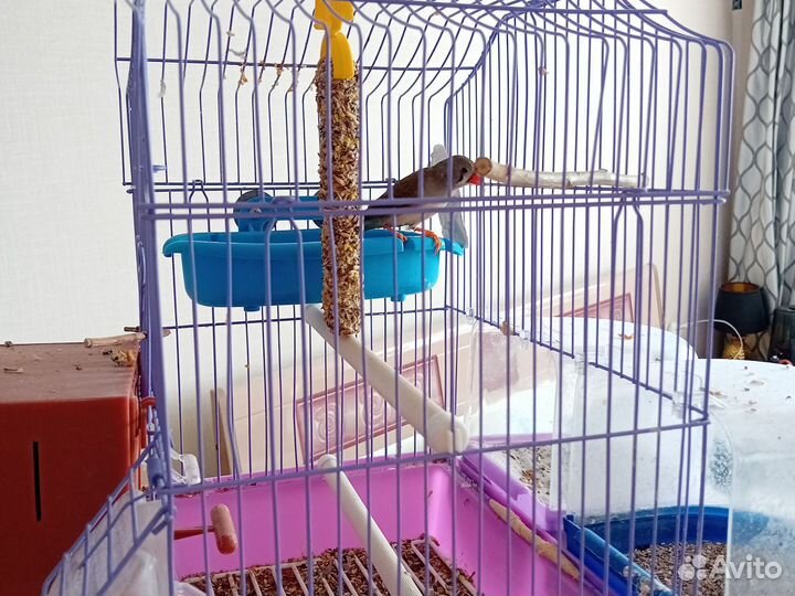 Амадин с клеткой и ванночками
