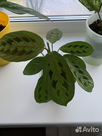 Маранта триколор