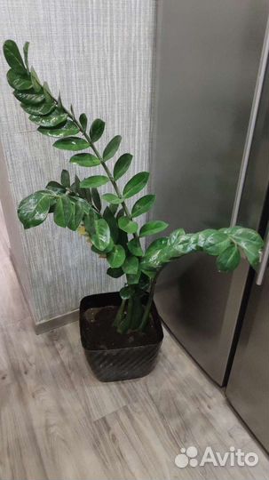 Замиокулькас