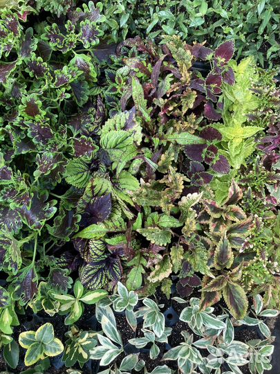 Колеусы вегетативные черенки