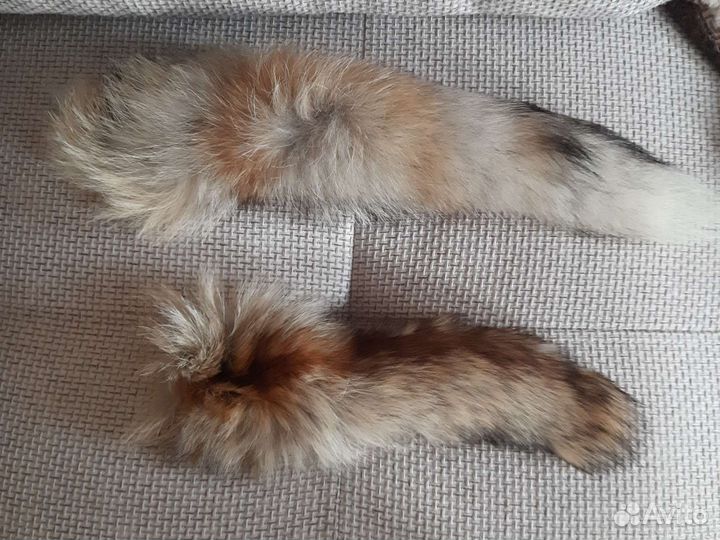 Продаются лисьи шкуры
