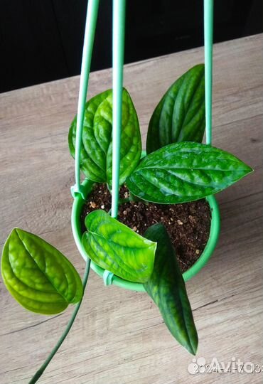 Эпипремнум Марбл Планет, монстераперукарстинианум