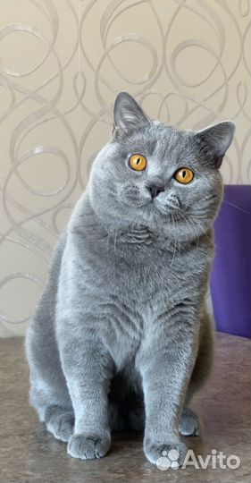 Британский кот