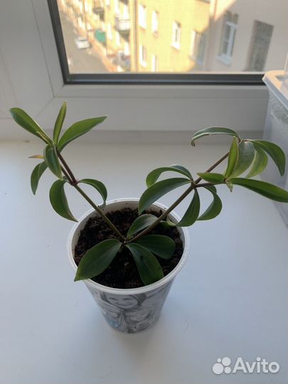 Пеперомия перескиелистная