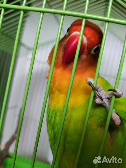 Попугай неразлучник с клеткой