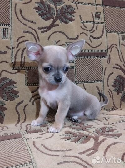 Щенки чихуахуа мини гладкошерстные